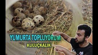 Bıldırcın Yumurtalarını Topluyorum - Kuluçkaya Koydum, Gurk Bıldırcın