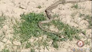 RAW: Snake bites onto another