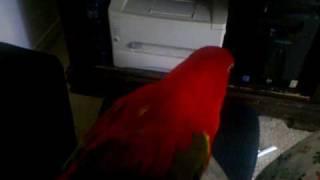 Chattering Lory - Talking & Dancing