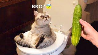 Funniest Animals  New Funny Cats and Dogs Videos  - Ep.15