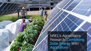 NREL’s Agrivoltaics Research: Combining Solar Energy With Agriculture