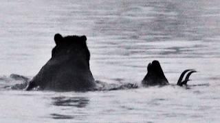 That's why the Brown BEAR is the most DANGEROUS Predator! The Forest Giant goes HUNT!