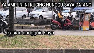 YA TUHAN KUCING INI BENAR BENAR NUNGGUIN  SAYA DATANG