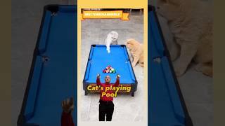 Cats playing pool  #shorts #shortvideo