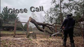 Big Ash Tree Rolls Over Fence