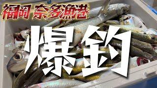 【爆釣】 #福岡釣り 簡単に楽しめる釣り場はココで決まり！福岡 #奈多漁港