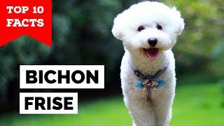 Bichon Frise - Top 10 Facts