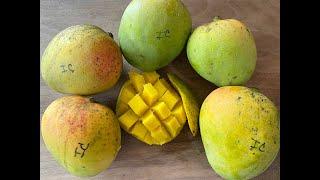 Ice CreamMango - Tasting Florida Grown mangos