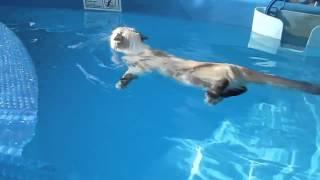 кошка плавает в бассейне