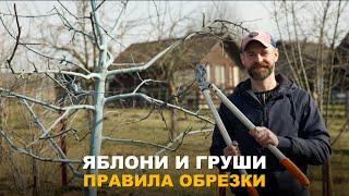 ПРИСТУПАЕМ К ОБРЕЗКЕ САДА. Нюансы обрезки молодых деревьев.