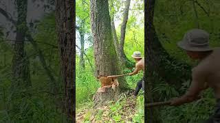 cutting down big tree with axe