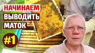 Вывод маток от А  Стрельца Начало