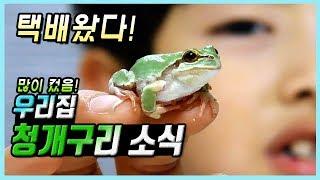 청개구리 키우기! 먹이 택배 개봉!  4개월동안 많이 컸어요!!