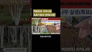 (수량마감) 농장인수기념 원가나눔 초특가이벤트~가격실화?? 잭큐몬티 자작나무 #plants #garden #gardening #2025년 #조경수 분양 예약 시작합니다~