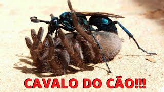 CAVALO-DO-CÃO OU VESPA-CAÇADORA-DE-ARANHAS! A FERROADA MAIS DOLORIDA DO MUNDO!