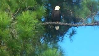 JMI - EAGLE IN OUR BACKYARD