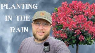 STORM CLEANUP AND PLANTING A HYDRANGEA TREE