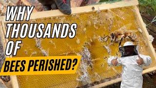 What These Bees Did Shocked Us #vlog #honeybee