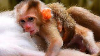 Monkey & Primates, Great! Libby Hug Sweet Love Her Baby So Much, So Lovely Baby Monkey, Monkey, Wild