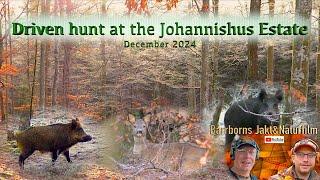 Driven hunt at the Johannishus Estate ,   December 2024