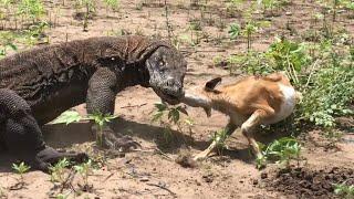 The Dragon eating baby goats