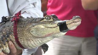 Fla. expert captures alligator at Chicago lagoon