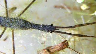 Water Scorpion - close views of anatomy plus ovipositing (Ranatra species)