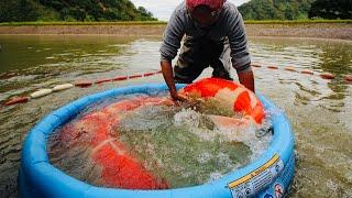 Lifting Jumbo Koi #shorts