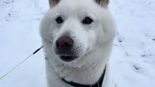 Snowy Hi from Shiba Skye