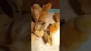Пополнение в хозяйстве. Купили цыплят