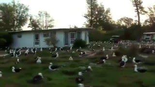 Midway  Island - bike ride around.