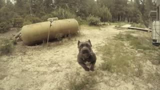 Cane Corso Attack - Dozer Jaws (Play)