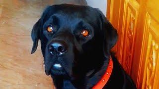 #MAX PLAYING TIME#SO CUTE#MY SHER#LABRADOR