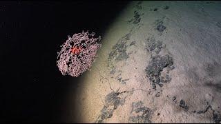 Guaranteed Discovery | Seamounts of the Southeast Pacific - Week 1