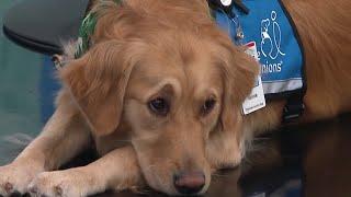 Meet Annie: TIRR Memorial Hermann’s new therapy dog changing lives