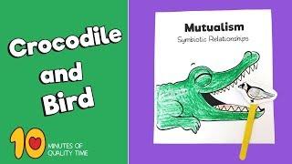 Crocodile and Bird Mutualism   Symbiotic Relationship