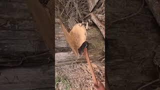 Cutting down a dead tree #treelife
