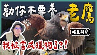 我被栗翅鷹當成獵物了？！新手嘗試喚回一次成功！遊隼、紅尾鵟、哈里斯鷹一次看！《勸你不要養》 EP14 l 蝌蚪老師與三桃