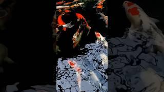 Beautiful koi Check that showa #koi #nishikigoi #japanese #beautiful #sekaikoi #carp #pond #showa