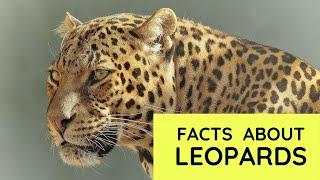 Leopard Facts for Kids | Interesting Educational Video about Leopards for Children | Fun Facts