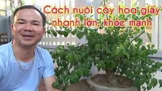 Kinh nghiệm để có cây hoa giấy nhanh lớn và khỏe mạnh