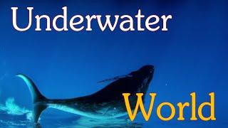 Amazing Underwater World [Laszlo] [One Step Away] [Full HD]