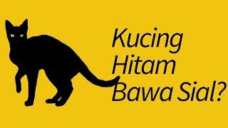 Kucing Hitam Membawa Sial?? Fakta dan Mitos Kucing Hitam!