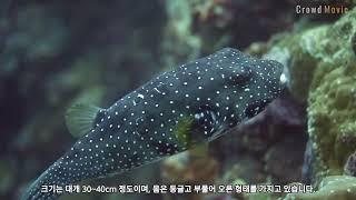 ‘4k underwater shooting   "The Beautiful but Toxic White spotted Pufferfish"   흰 점박이 복어