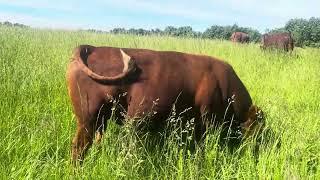 Green Pastures Farm South Poll Bull Macho 126 looking for a cow herd!