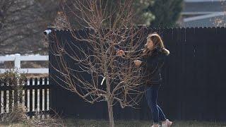 Pruning Fruit Trees! ️(Modified Central Leader Method & Pear Espalier)