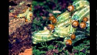 Bunya Mountains Through My Eyes - Animals & Creepy Crawlies of the Bunyas