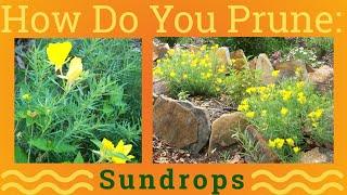 How to Prune Sundrops