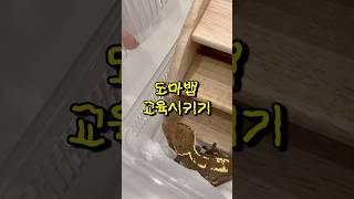 훈련받는 도마뱀
