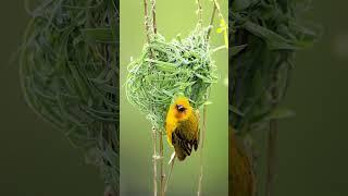Let Nature Sing to You  #birdsong #relaxingnaturesounds
